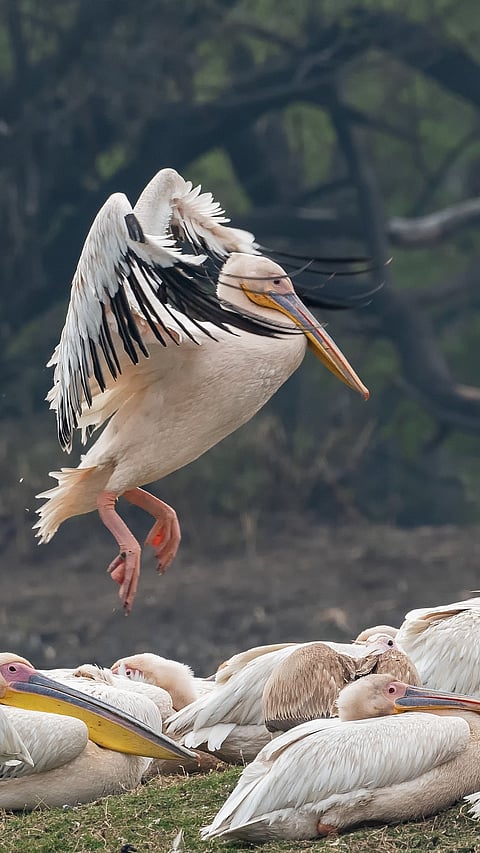 A group of great white pelican (one of the largest migratory bird species) on an island at Keoladeo National Park, Bharatpur in  Rajasthan