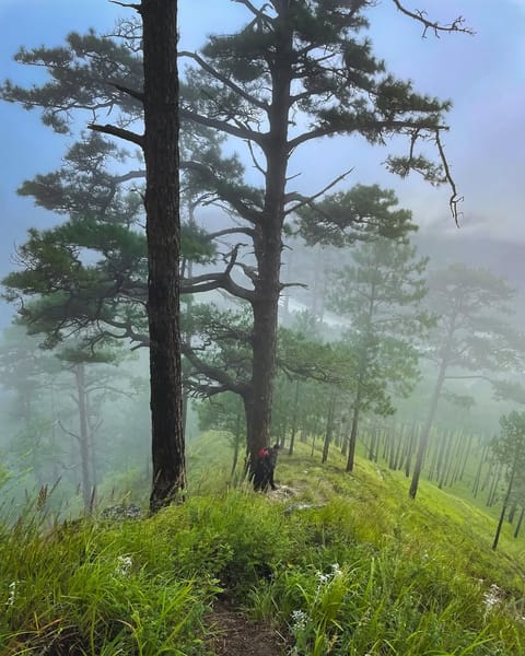 The mist takes over