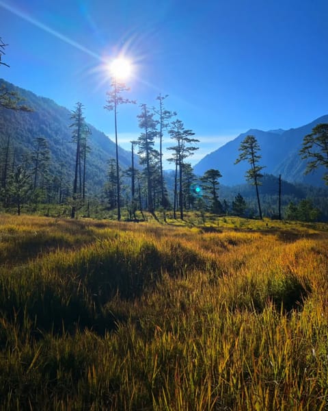 The area boasts expansive open valleys blanketed by a lush carpet of tall grasses