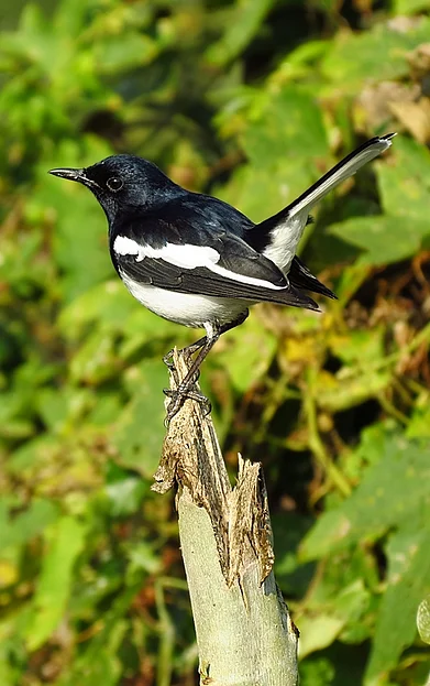 Wikimedia Commons : Oriental magpie robin found in Nilgiris