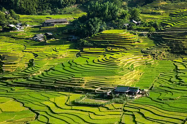 Sapa is known for its spread of rice fields