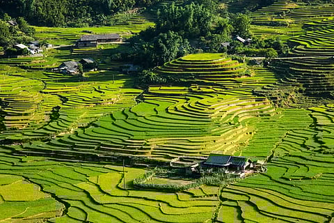 Sapa is known for its spread of rice fields