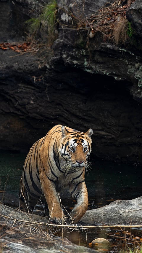 A tiger emerges from the rocks in Bandhavgarh Tiger Reserve