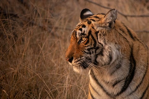 Ranthambore National Park offers a thrilling encounter with the majestic Bengal tiger