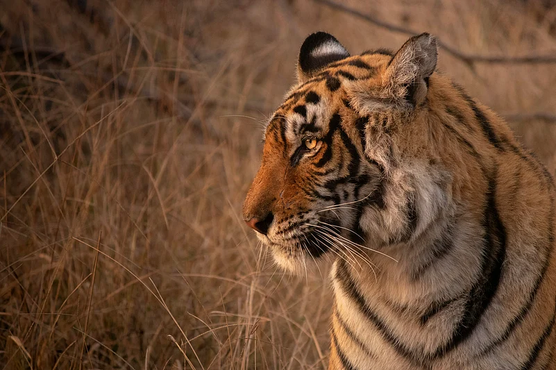 Ranthambore National Park offers a thrilling encounter with the majestic Bengal tiger