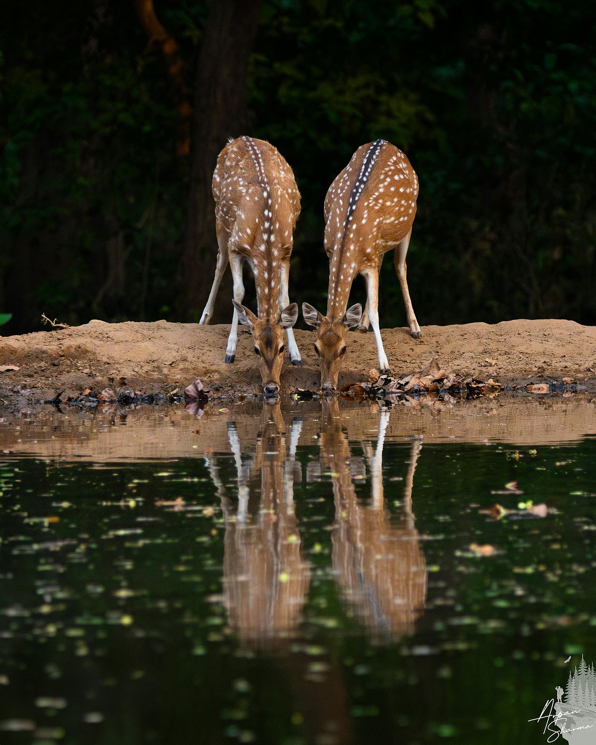 Photo by Arpan Sharma on Unsplash : Deers at Rajaji National Park 