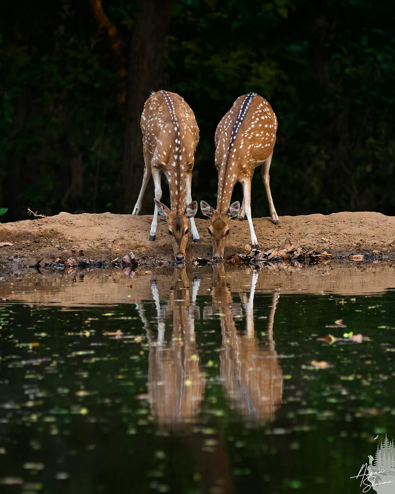 Deers at Rajaji National Park - Photo by Arpan Sharma on Unsplash