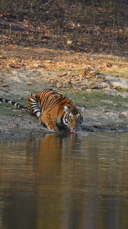 A tiger drinks water in his territory