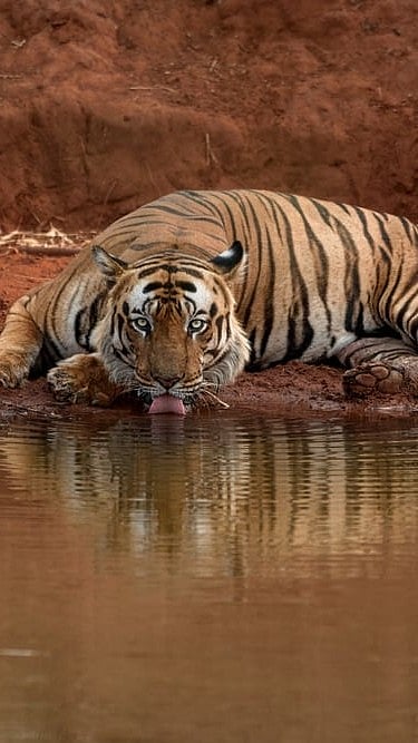 Som Moulick/Shutterstock : Tiger at a waterhole for representational purpose only