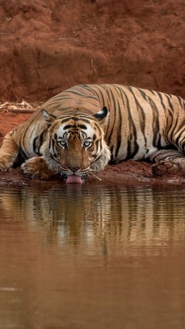 Tiger at a waterhole
