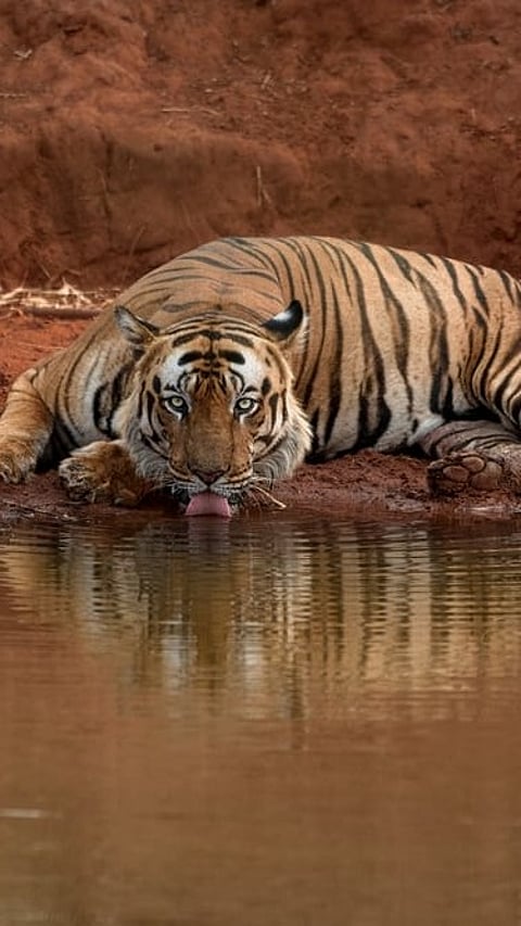 Tiger at a waterhole