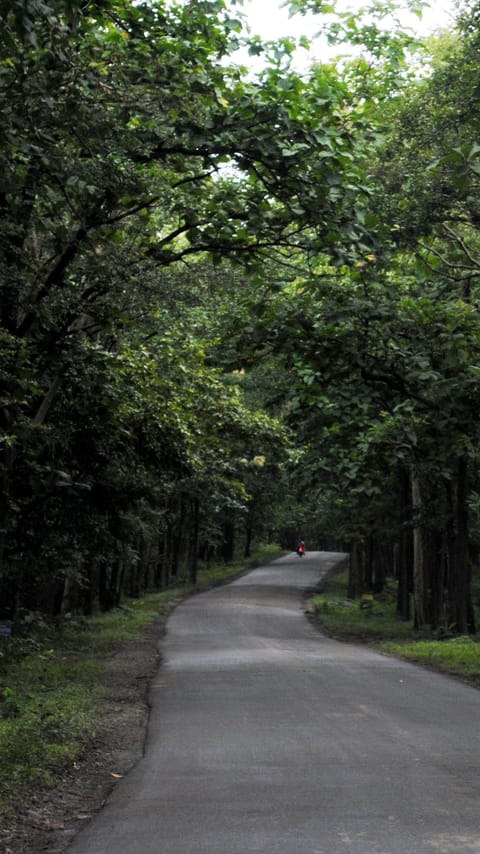 Inside Anshi Dandeli Tiger Reserve