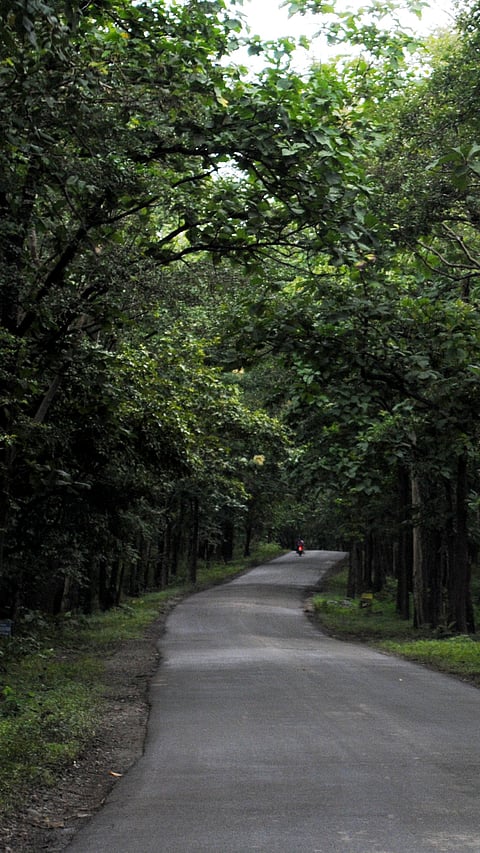 Inside Anshi Dandeli Tiger Reserve