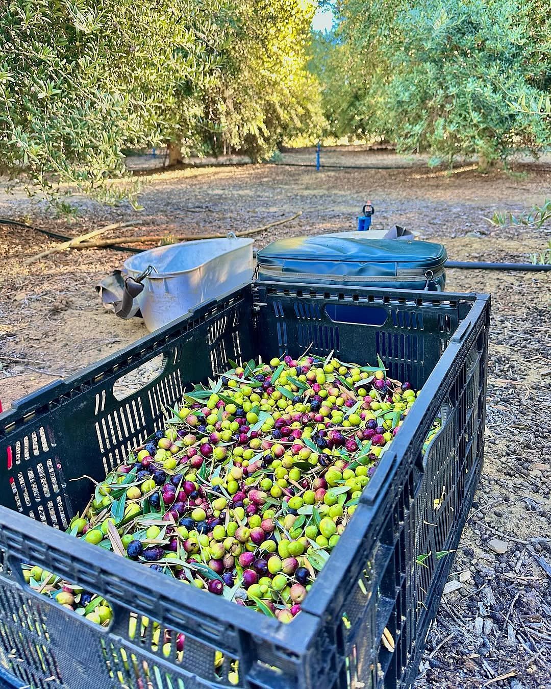 Harvesting olives at the Ojai Olive Oil farm