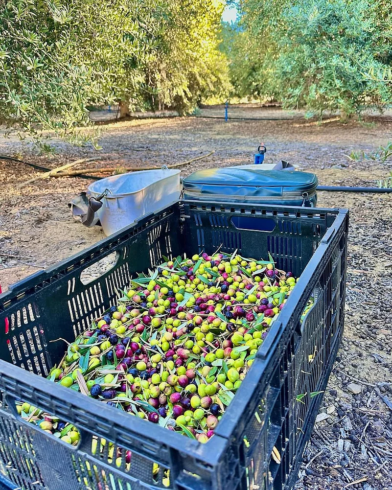 Harvesting olives at the Ojai Olive Oil farm