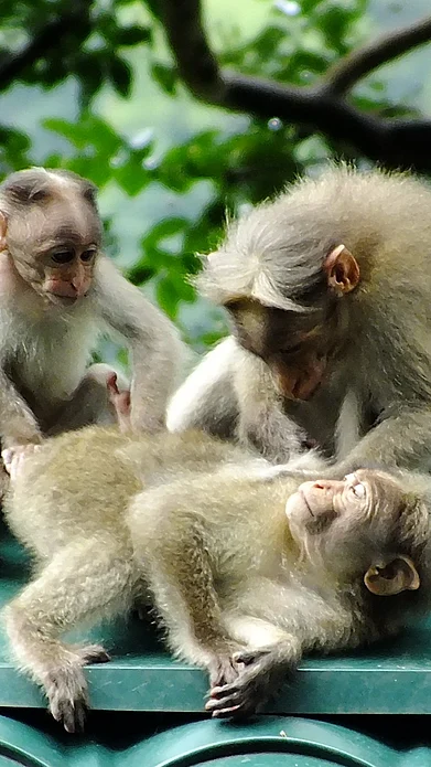 Michel NOCTURE/Flickr Commons : A family of monkeys in Periyar National Park
