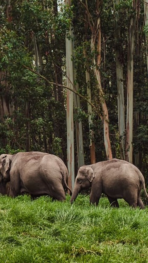 An elephant family in Periyar National Park