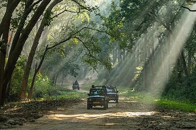 sourabhbhartiphotography/Shutterstock : A winter safari takes place in Jim Corbett National Park, Uttarakhand