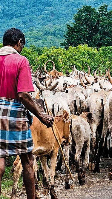 Scenes inside the Periyar National Park
