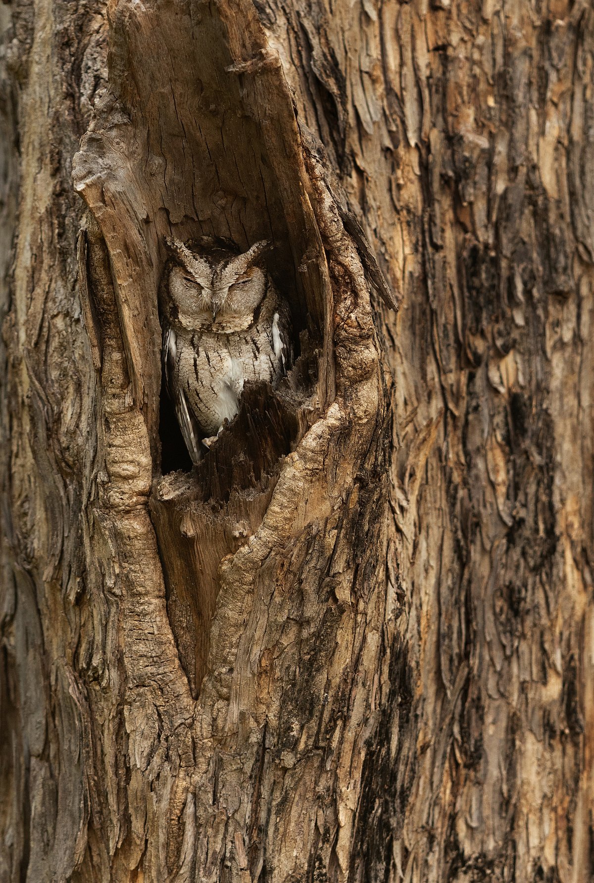Shutterstock : An Indian scops owl at Bandhavgarh National Park in Madhya Pradesh