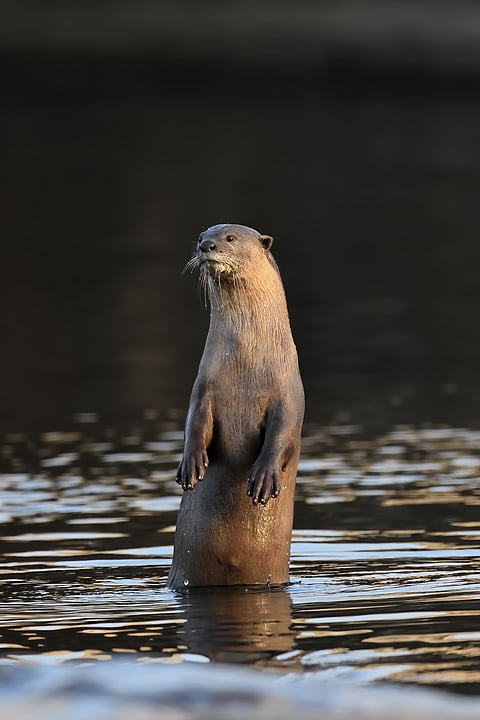 A smooth-coated otter