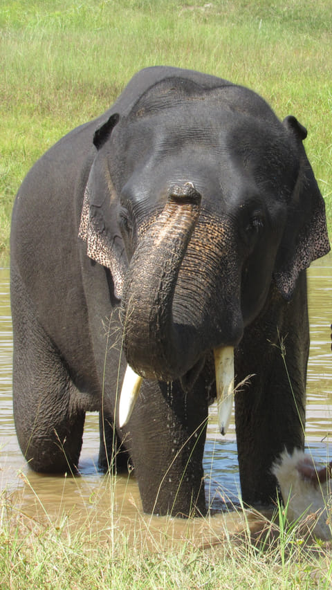 An elephant being cleaned at the Sanjay-Dubri National Park