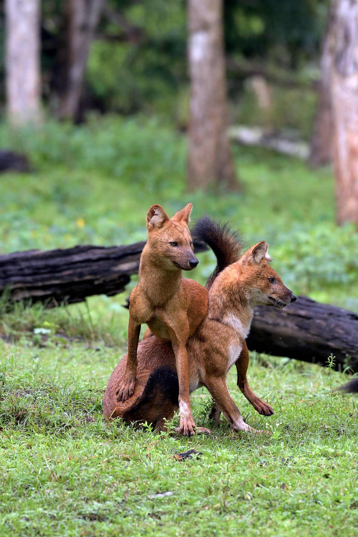 Shutterstock : Indian wild dogs (dhole) play with one another