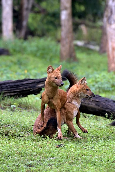 Shutterstock : Indian wild dogs (dhole) play with one another
