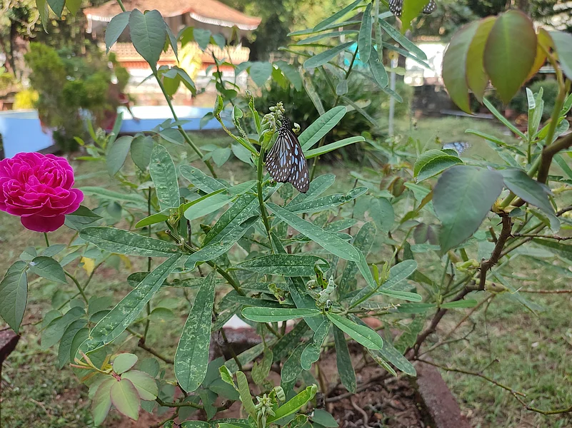 The butterfly garden of Ezhattumugham is home to 140 endemic species