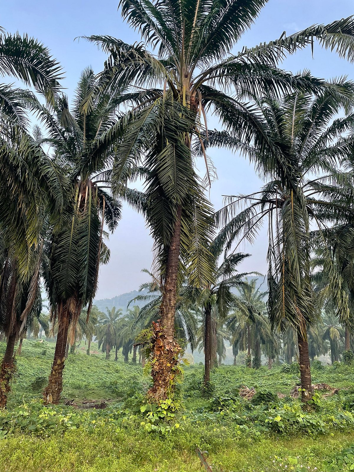 Oil palm plantations in Ezhattumugham