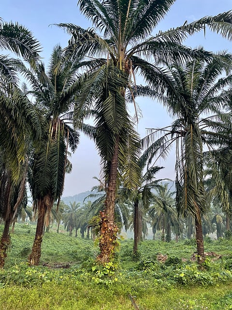 Oil palm plantations in Ezhattumugham