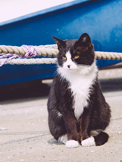 annintofu/Flickr Commons : A cat sits at the Tashirojima Island