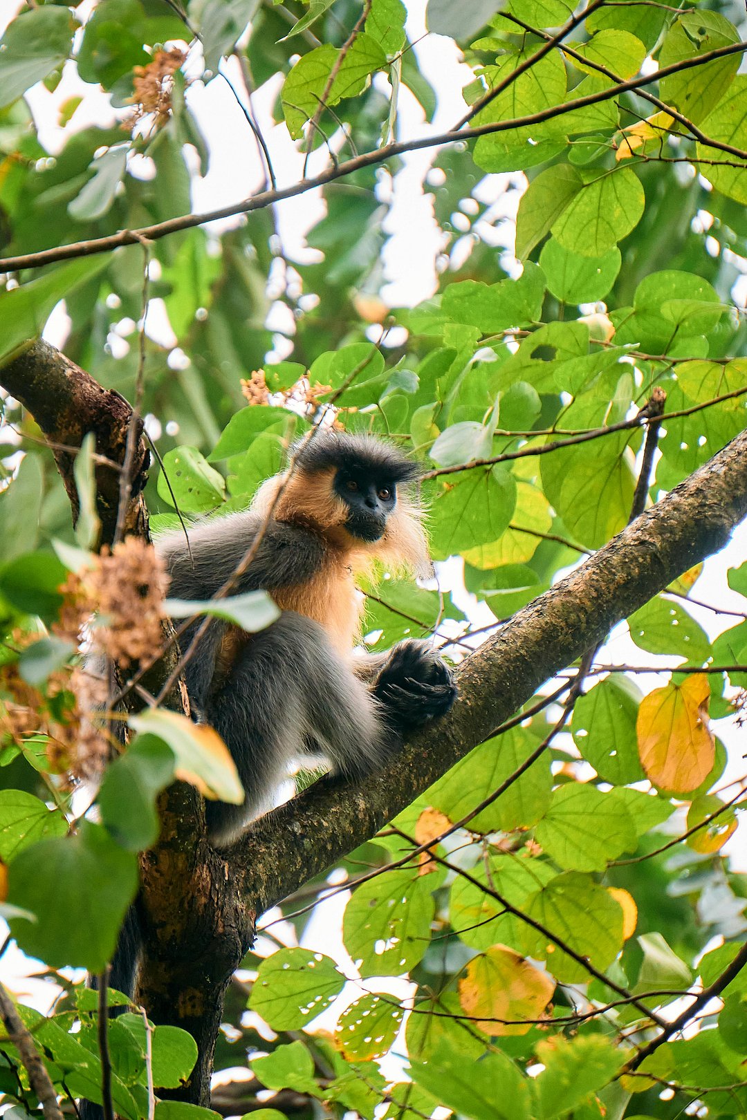 A golden langur sits on a tree