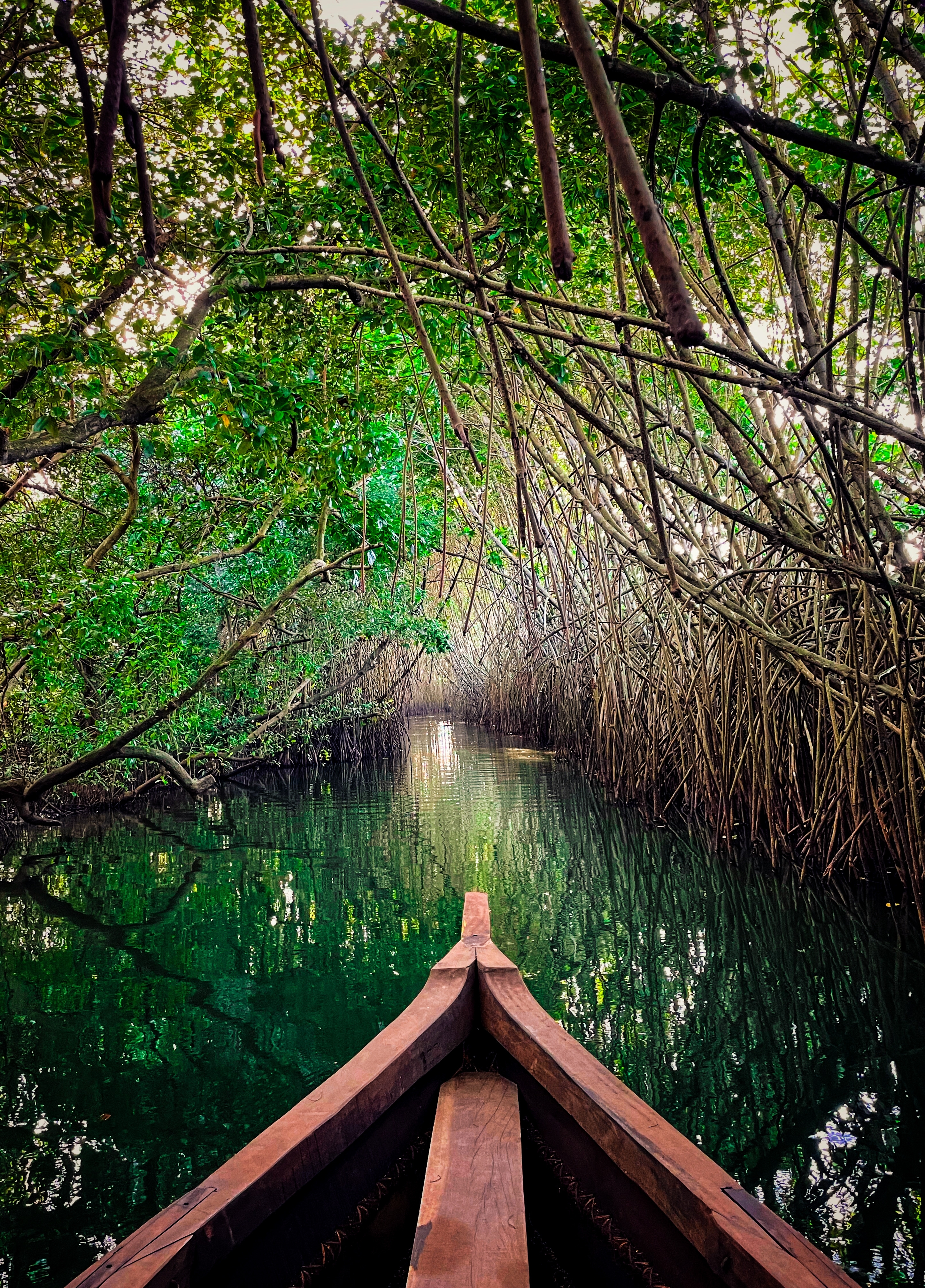 Take a traditional Kerela boat through the mangrove forests