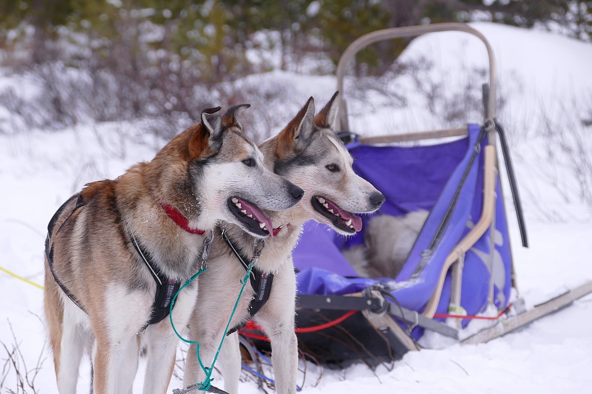 Dog Sledding