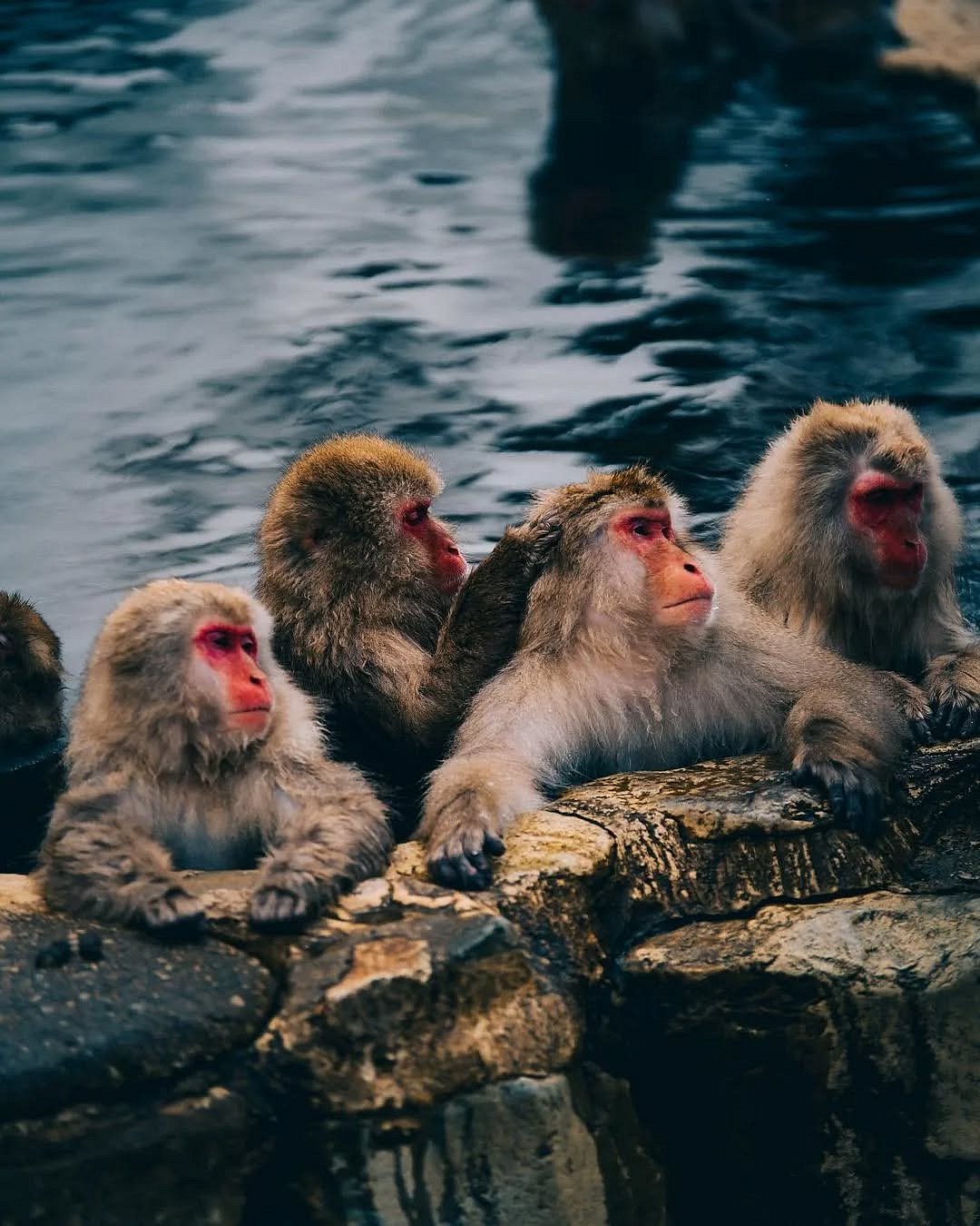 A look inside the Jigokudani Monkey Park