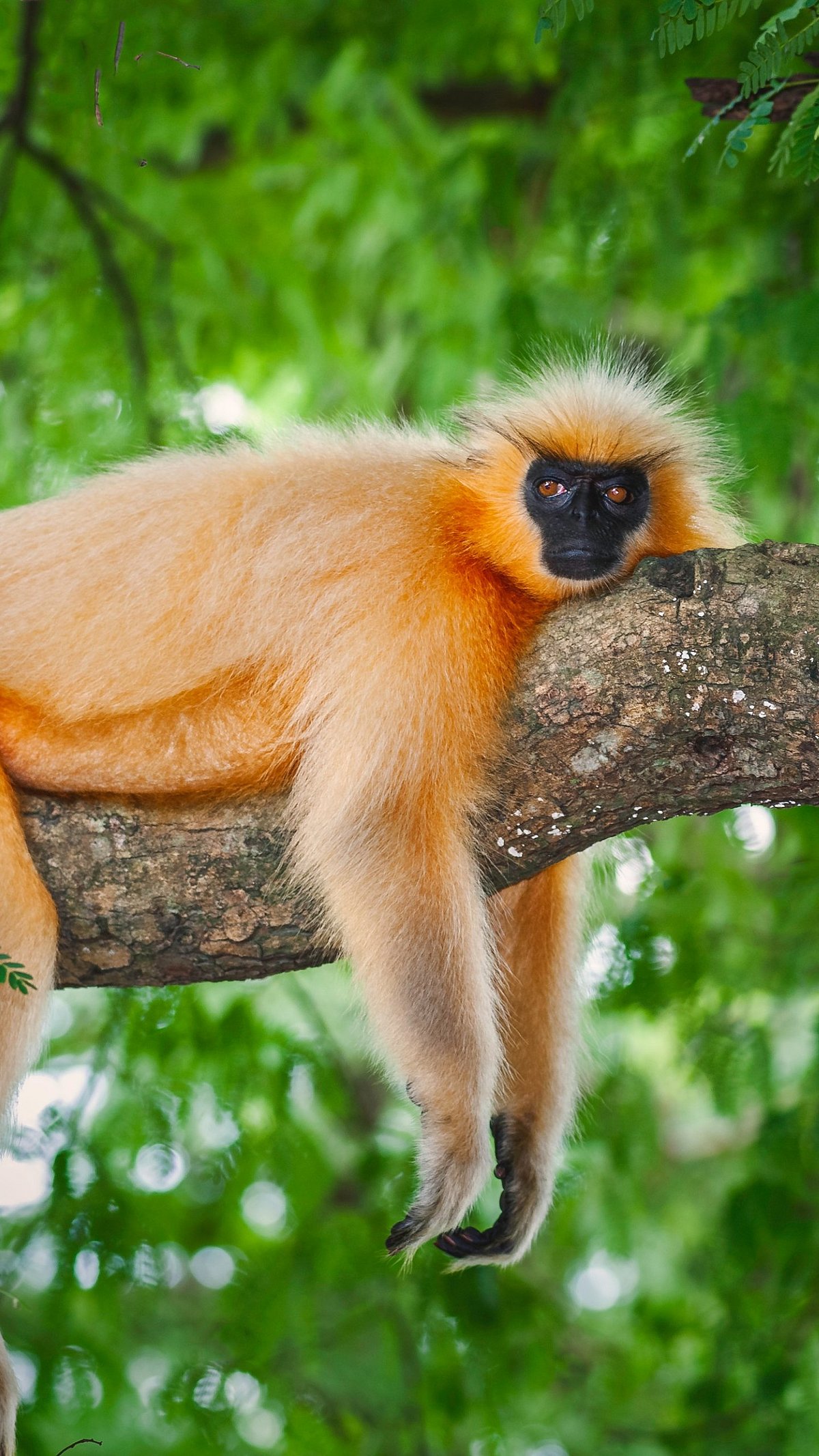 Daniel J. Rao/Shutterstock : A golden langur rests on a tree branch. They can be found in Raimona National Park