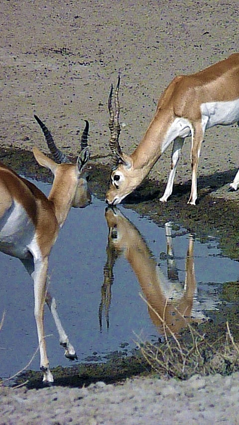 A pair of blackbucks at Tal Chhapar Wildlife Sanctuary