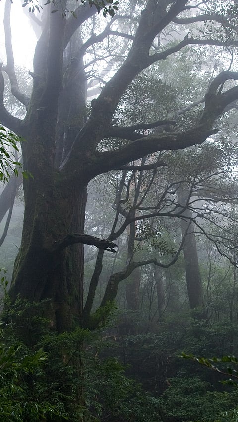 At the Yakushima Island