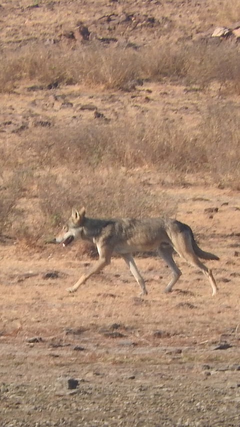 An Indian wolf at Sorsan Grasslands