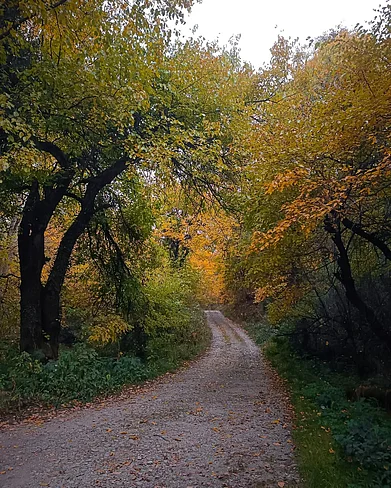 _the_black_lens_/instagram : Inside the beautiful Dachigam National Park