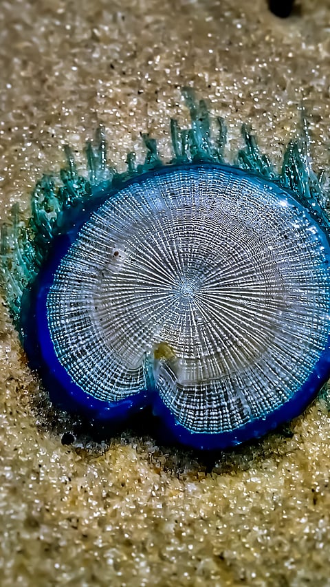 A Porpita porpita, or blue button, on Eco Beach in Honnavar
