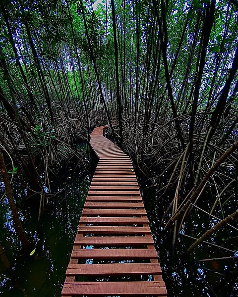 The Sharavathi Kandla Mangrove Boardwalk of Honnavar