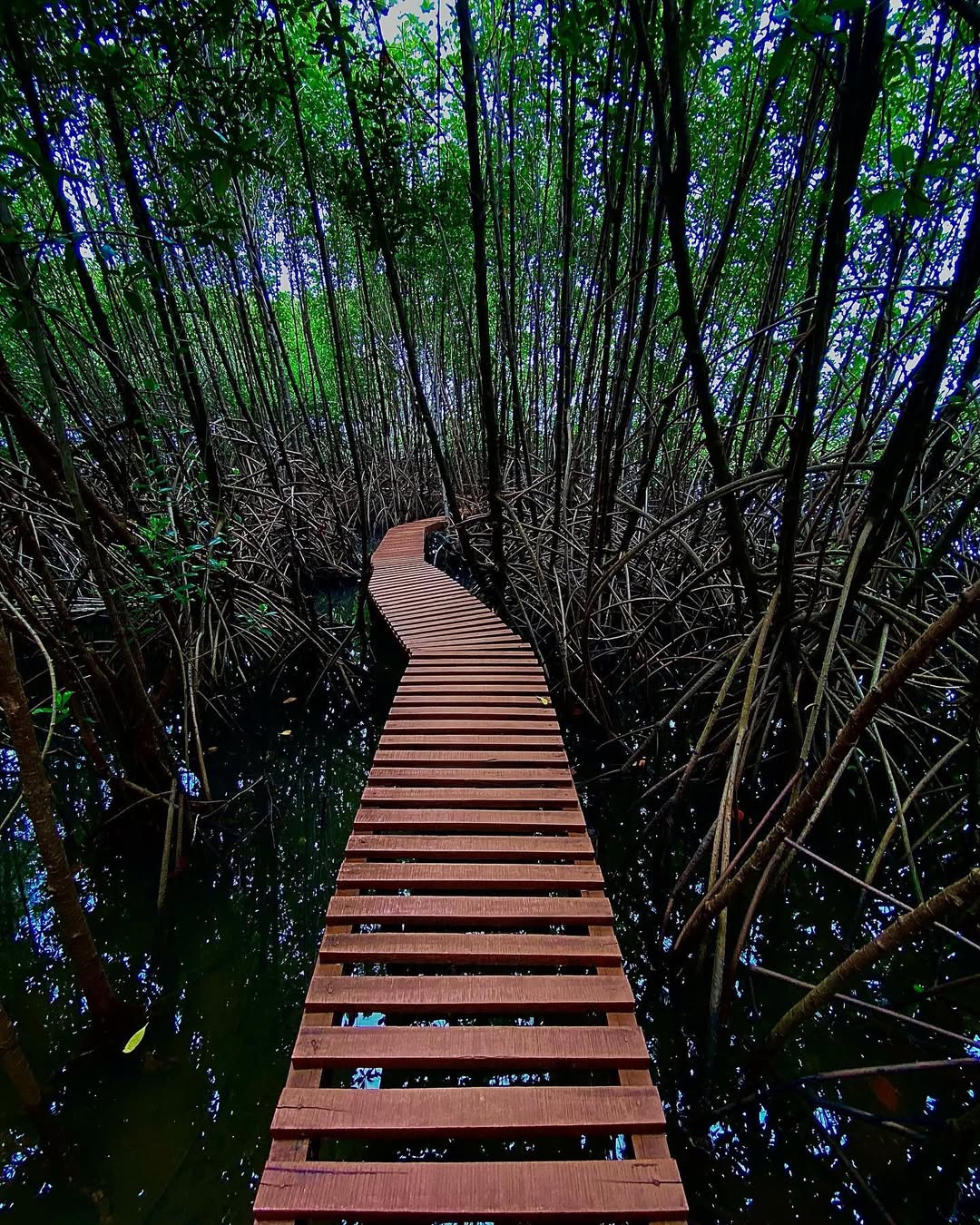 The Sharavathi Kandla Mangrove Boardwalk of Honnavar