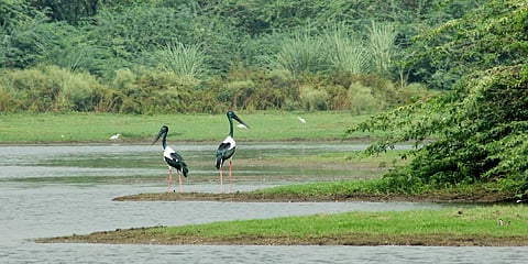 Sur Sarovar Bird Sanctuary in Agra