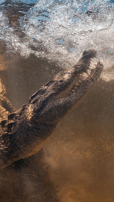 Shutterstock.com : The park is renowned for its population of giant saltwater crocodiles