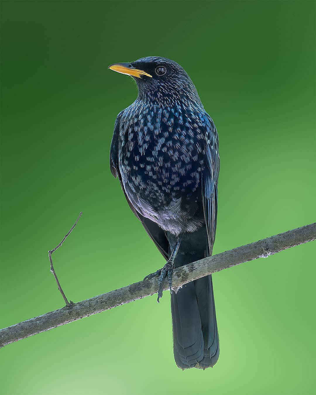 pradeep.wildlens/Instagram : A blue whistling thrush in Dachigam National Park