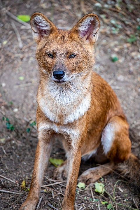 Dholes are native to South, East and Southeast Asia