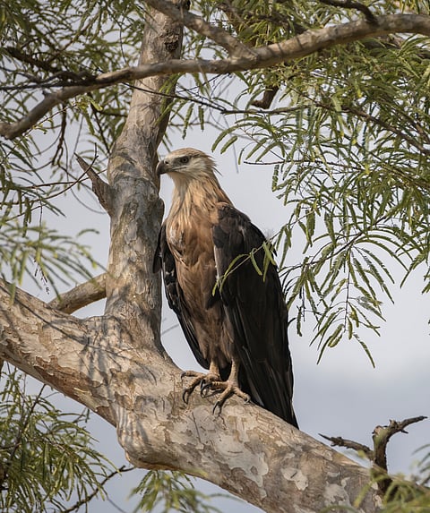 A Pallas’s fish eagle
