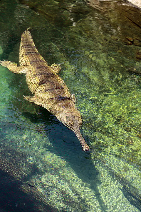The gharial is protected under India's Wild Life (Protection) Act of 1972